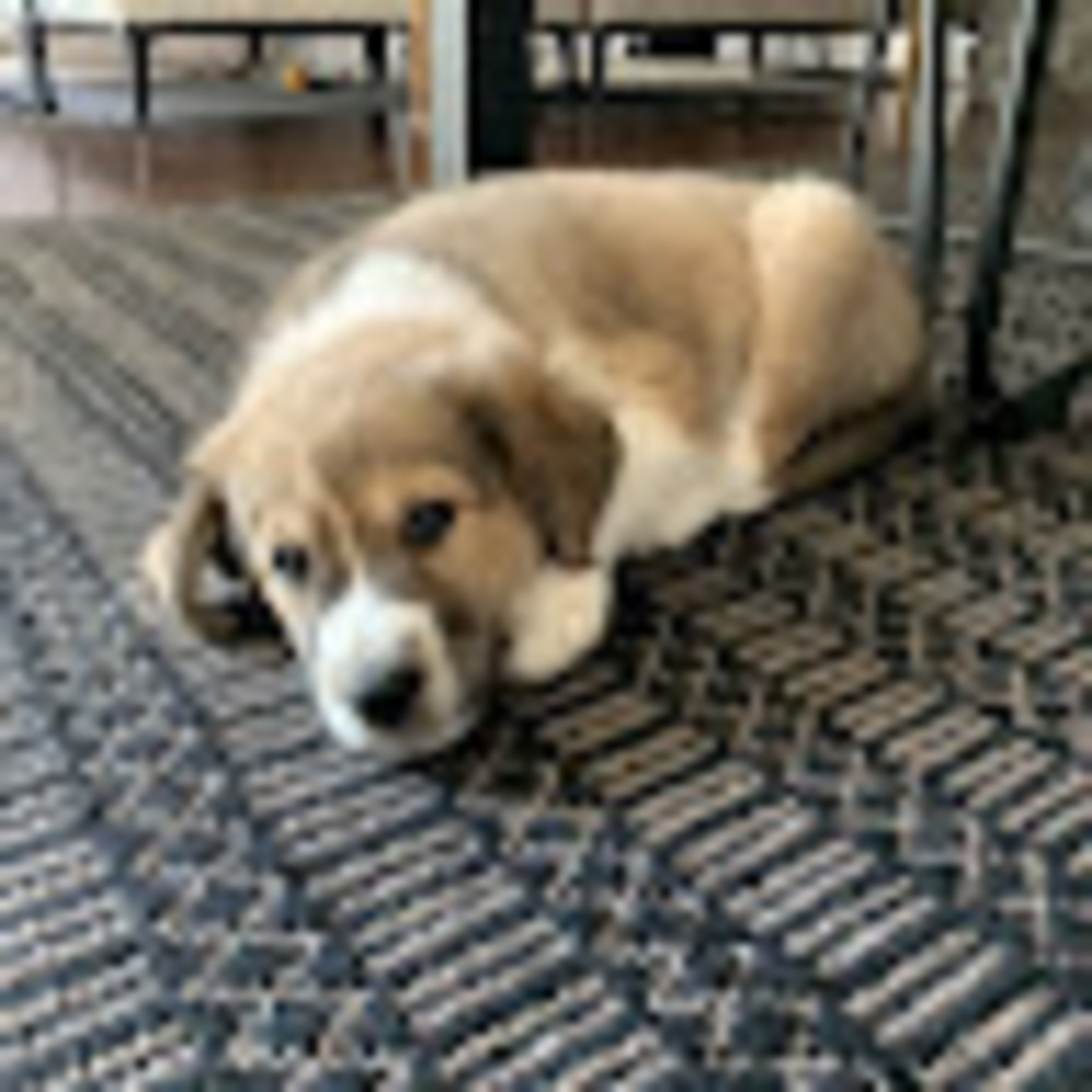 Meet your Posher, Annie